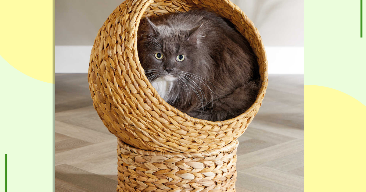 Aldi cat egg chair How to buy The Independent